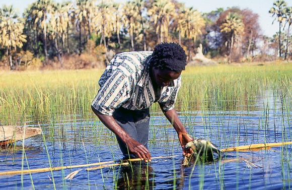 Okavango Delta VII