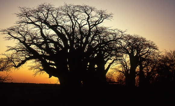 Baines Baobabs II
