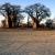 Baines Baobabs I