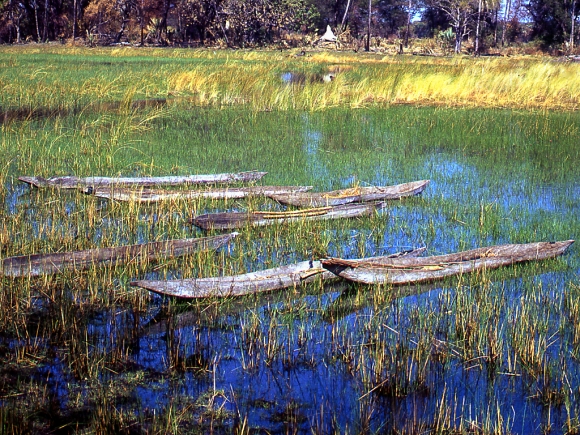 Okavango Delta I