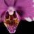 Phalaenopsis V