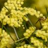 Wattle and Bee