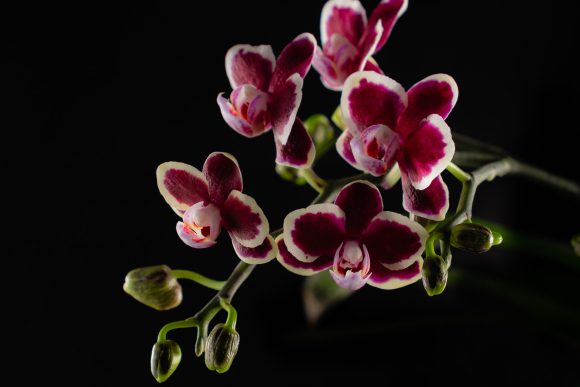Phalaenopsis III
