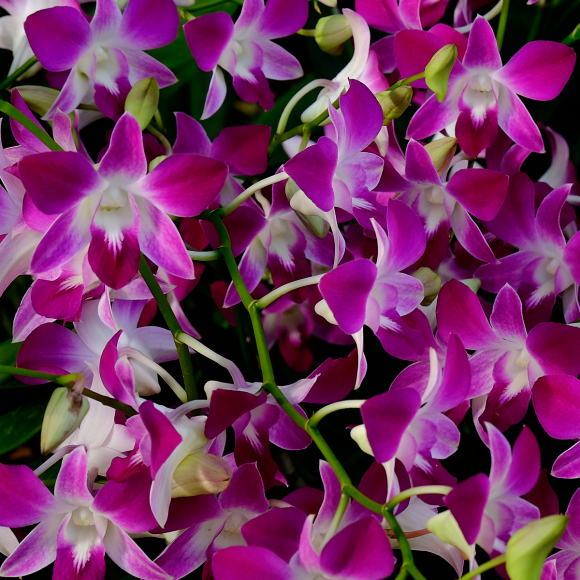 Singapore Orchid II