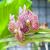 Cooktown Botanic Garden - Orchid I