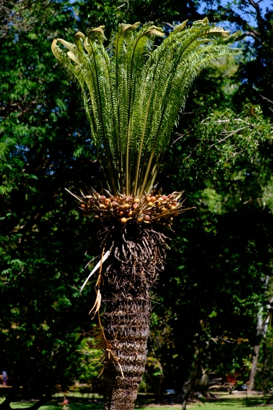 Cooktown - Funny Palm