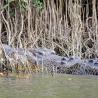 Daintree River - Crocodile III