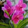 Cooktown Botanic Garden - Orchid II