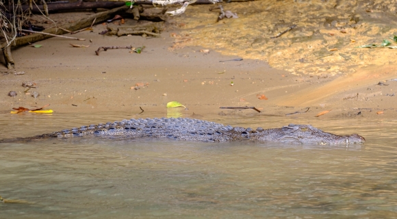 Daintree River - Crocodile IV