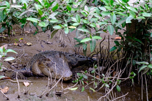 Daintree River - Crocodile I