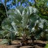 Cooktown Botanical Garden - Bismarckia