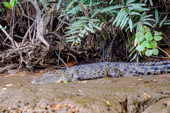 Daintree River - Crocodile II