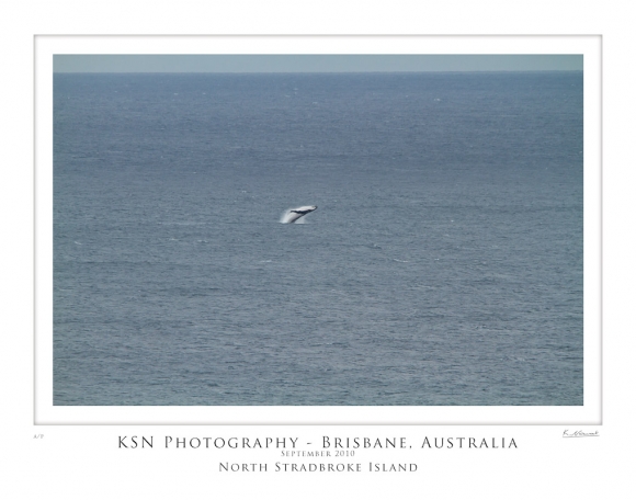 Breaching Whale - Point Lookout