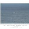 Breaching Whale - Point Lookout