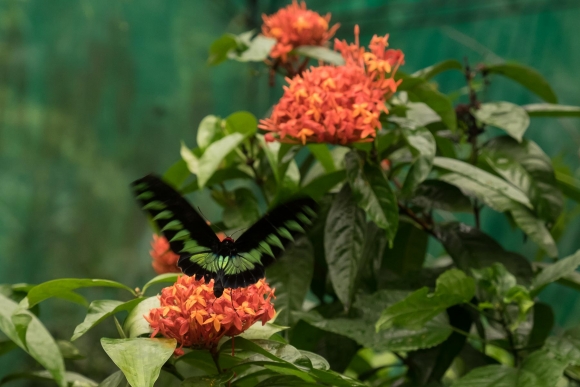Butterfly House 2