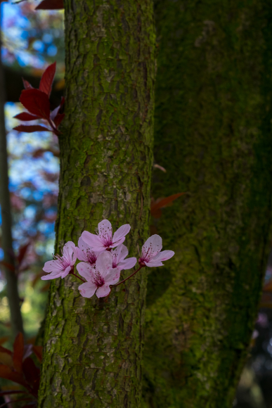 Ciechocinek - Spring Flowers