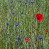 Rye Cornflower and Poppies